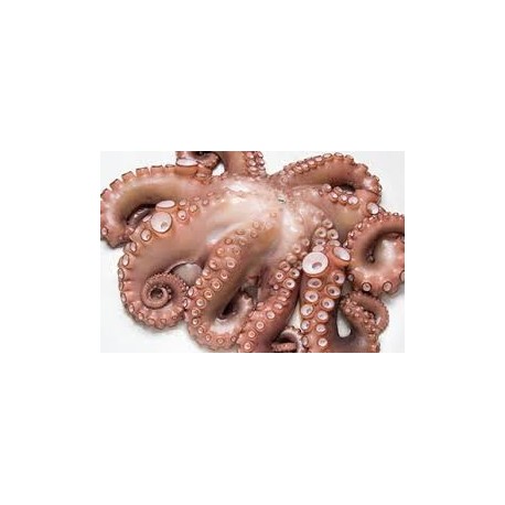 PULPO T2  3000/4000 29KG APROX