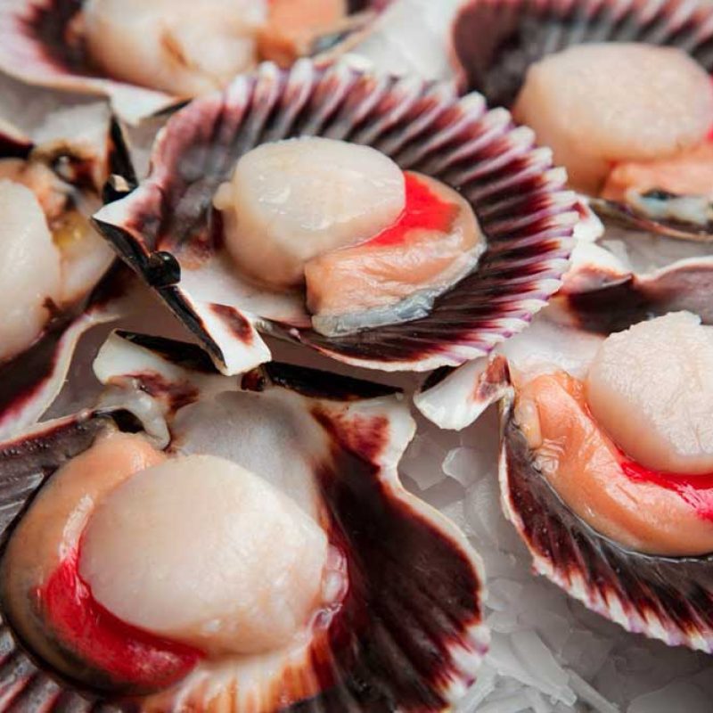 30-ostion-media-concha-venta-pescados-mariscos-concepcion-chillan-los-angeles-talcahuano-sanpedro-andalue-lomas-san-andres-delivery-puromar